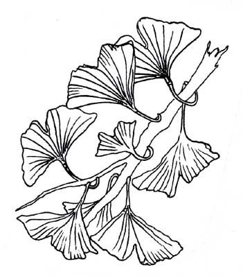 Branche GINGKO